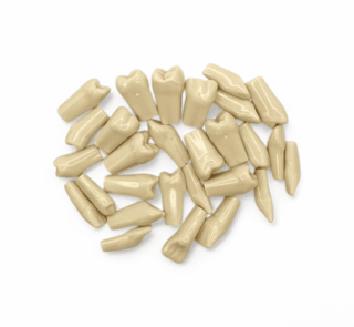 NERVESKILL 76 32 dinti de schimb detasabili pentru modelul dentar FRASACO.