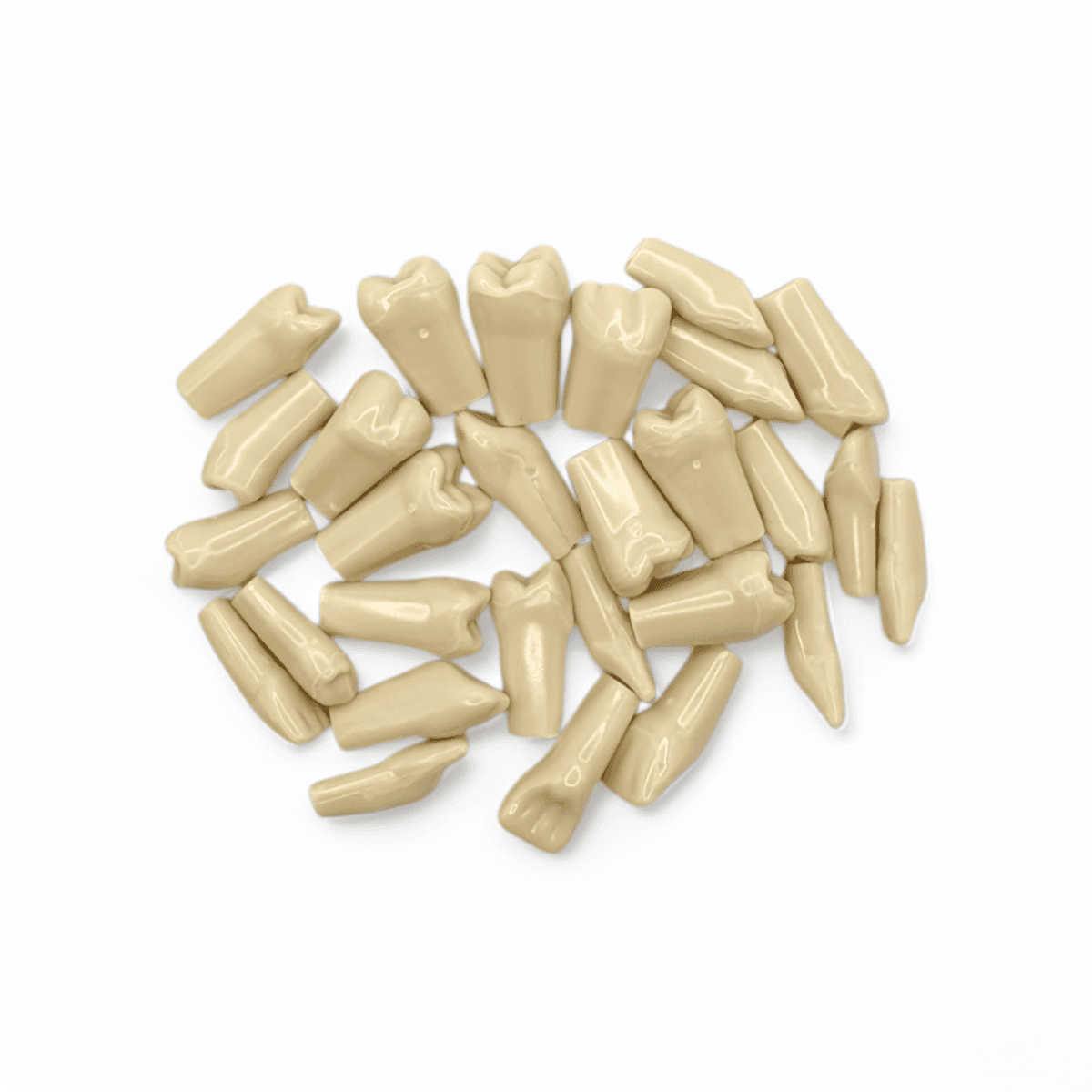 NERVESKILL 7 32 dinti de schimb detasabili pentru modelul dentar FRASACO.