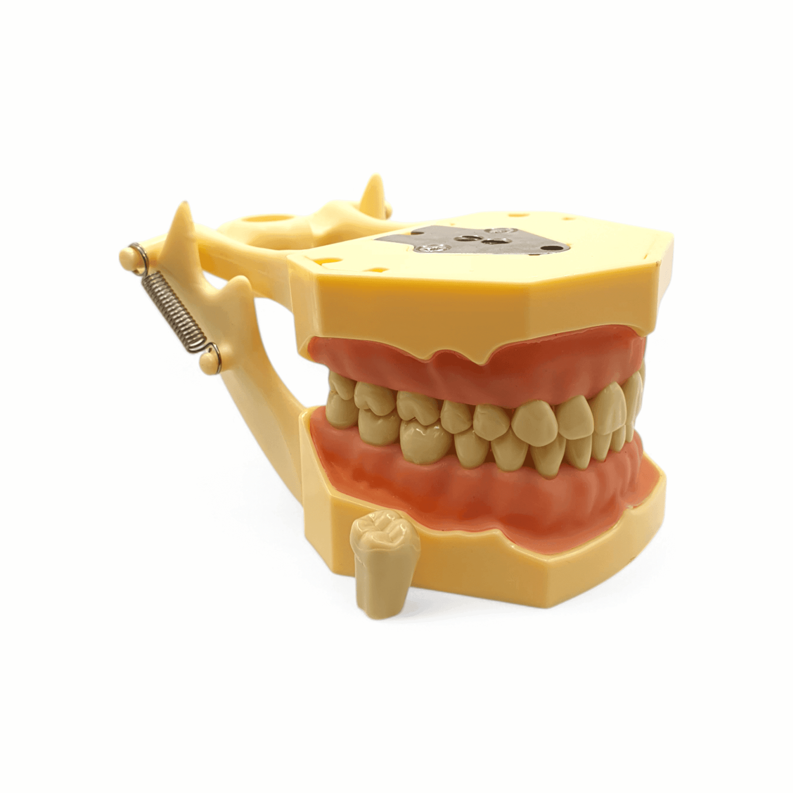 NERVESKILL 9 Model Frasaco cu 32 de dinți detașabili și gingie moale pentru practică stomatologică