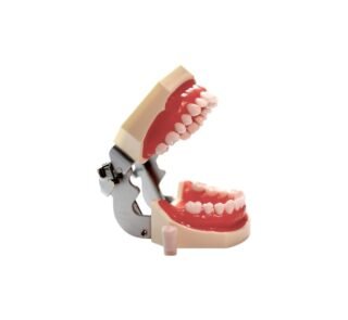 Model dentar pentru practica stomatologică cu 28 de dinți detașabili
