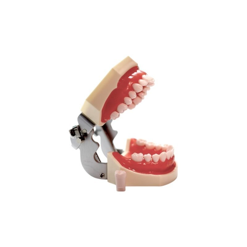 Model dentar pentru practica stomatologică cu 28 de dinți detașabili