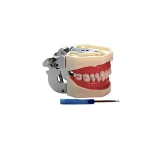 Model dentar educațional pentru demonstrații și practică