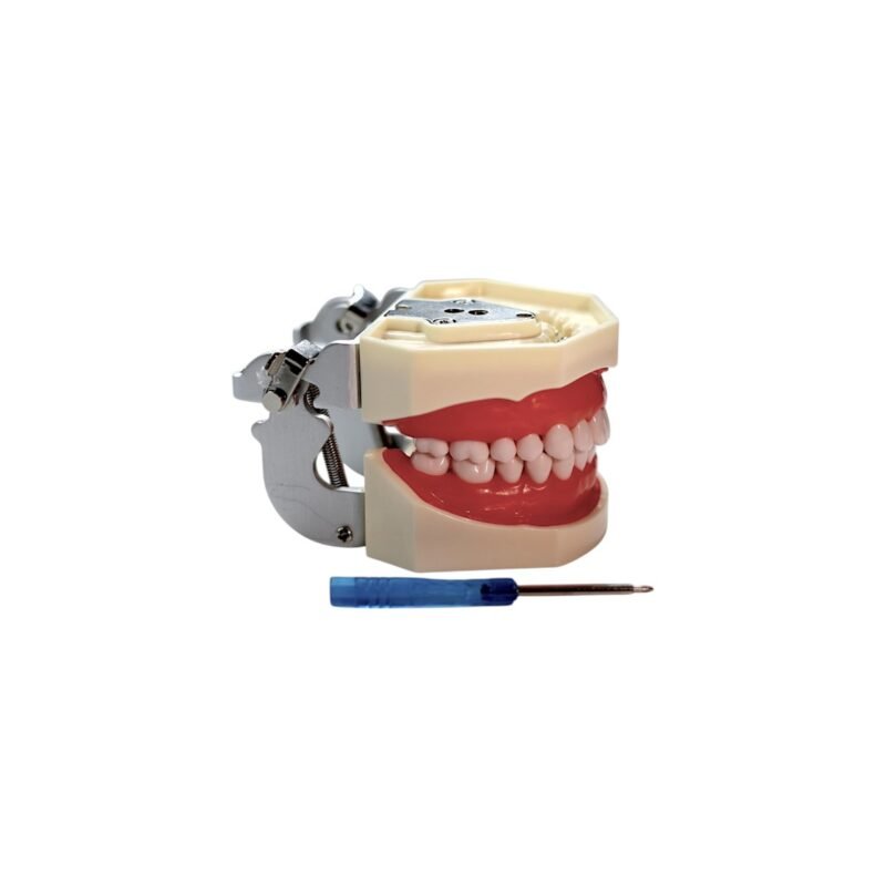 Model dentar educațional pentru demonstrații și practică