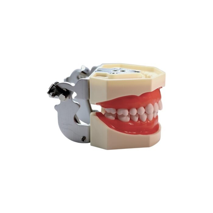 Model dentar articulat – Vedere laterală