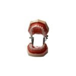 Model dentar de practică cu articulație mobilă – 28 de dinți