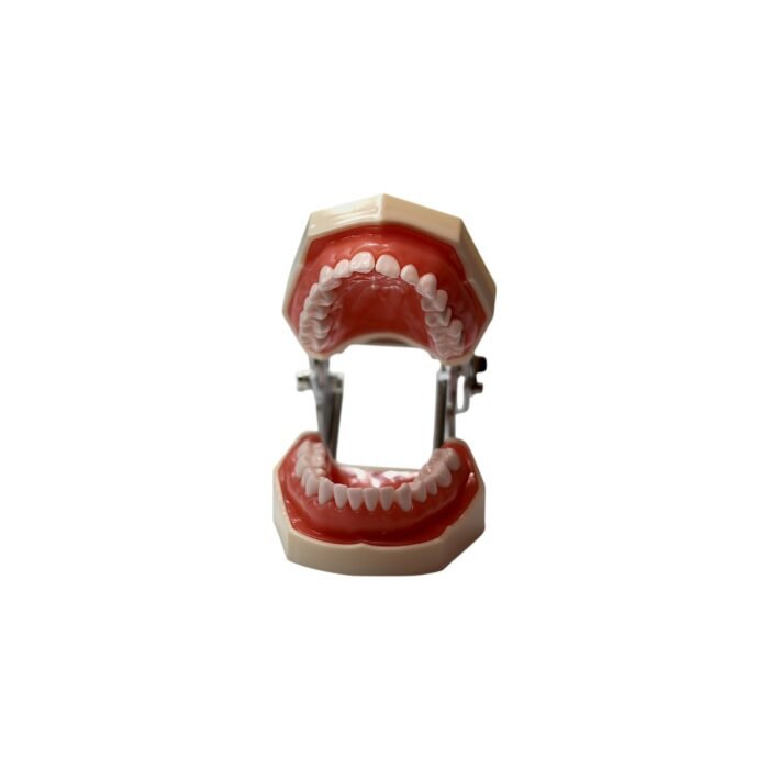 Model dentar de practică cu articulație mobilă – 28 de dinți