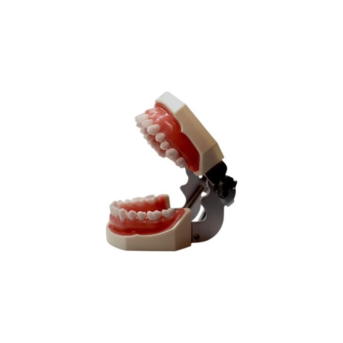 Model dentar pentru practică stomatologică – 28 de dinți, suport metalic, vedere laterală