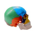 Model Pedagogic Craniu Uman cu Oase Colorate - imagine 3