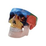 Model Pedagogic Craniu Uman cu Oase Colorate - imagine 4