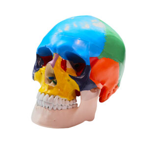 Craniu uman detașabil, anatomic cu oase colorate diferit - vedere frontală.
