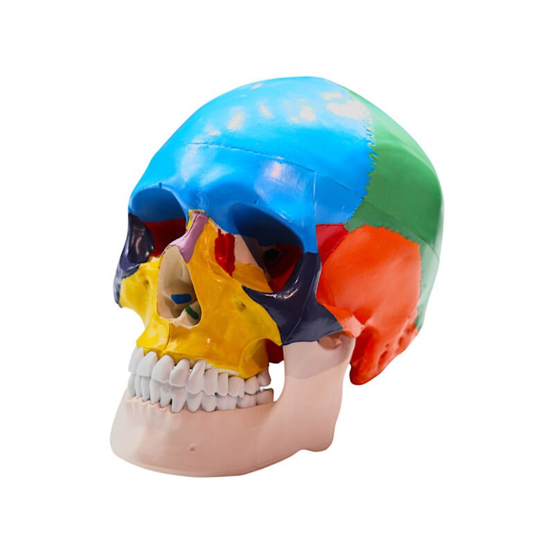 Craniu uman detașabil, anatomic cu oase colorate diferit - vedere frontală.