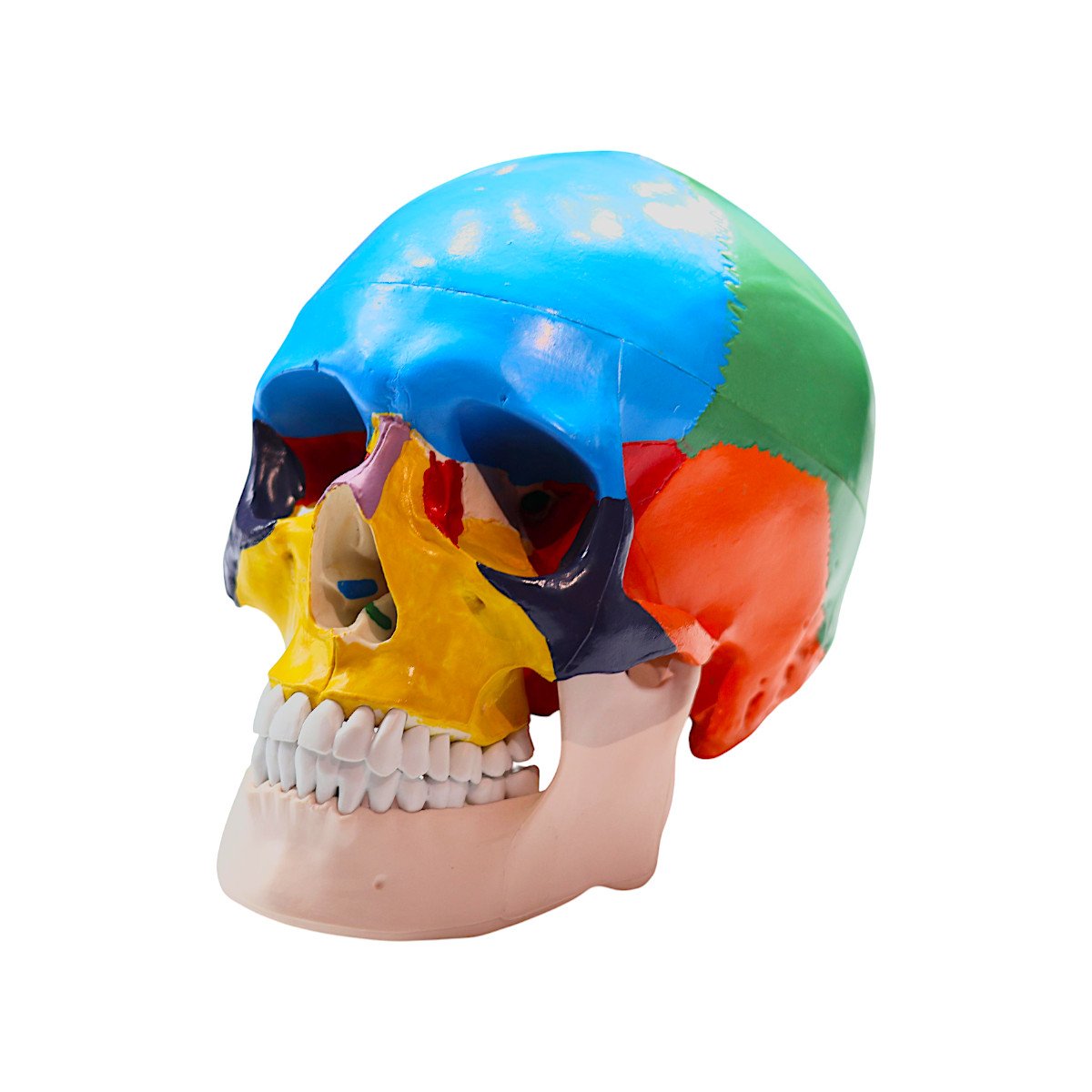 Craniu uman detașabil, anatomic cu oase colorate diferit - vedere frontală.