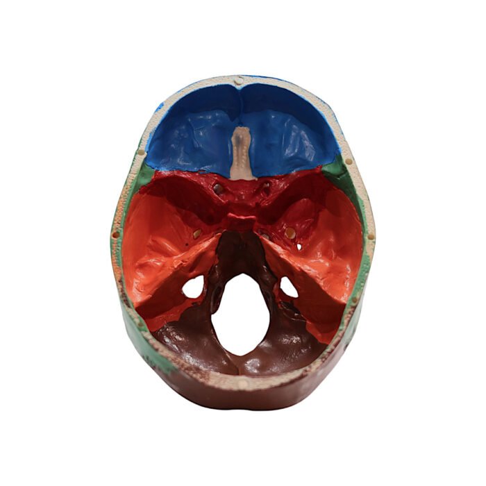 Model Pedagogic Craniu Uman cu Oase Colorate - imagine 5