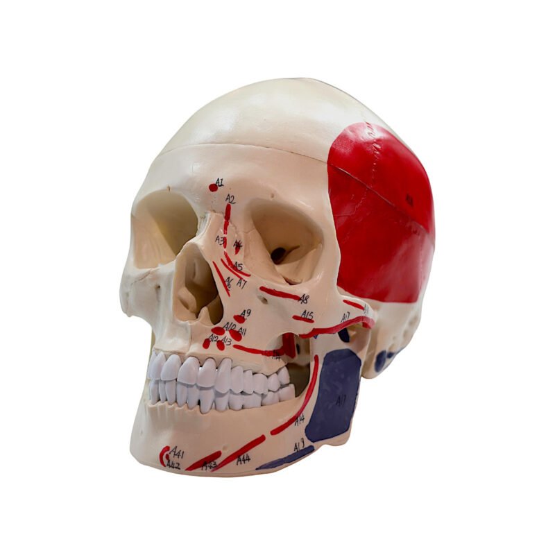 Craniu anatomie detașabil cu inserții musculare - vedere frontală.