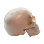 Model Pedagogic Craniu Uman cu Inserţii Musculare - imagine 7