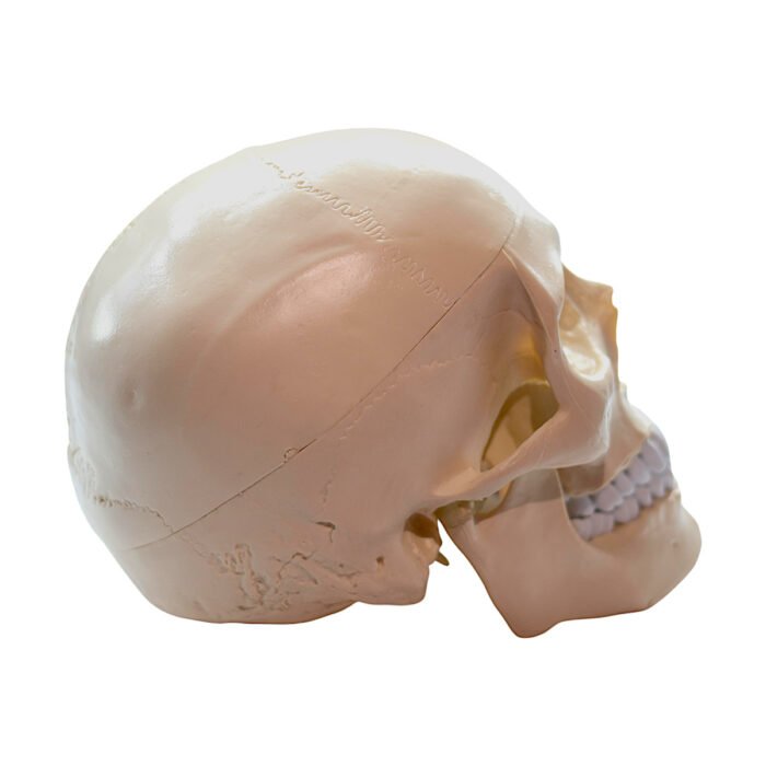 Model Pedagogic Craniu Uman cu Inserţii Musculare - imagine 7