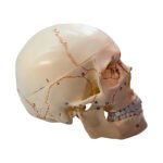 Craniu uman detașabil, anatomic cu marcaje ale oaselor - vedere laterală.