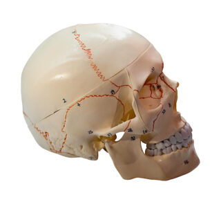 Craniu uman detașabil, anatomic cu marcaje ale oaselor - vedere laterală.