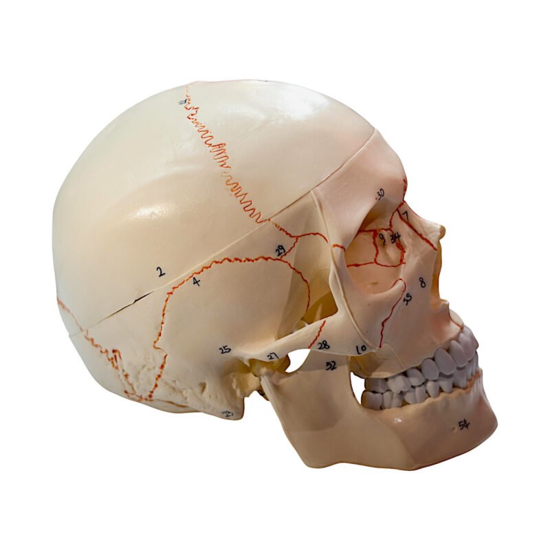 Craniu uman detașabil, anatomic cu marcaje ale oaselor - vedere laterală.