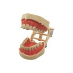 Model dentar de studiu tip Frasaco cu 28 de dinti, gingie moale, compatibil cu simulatoarele Frasaco