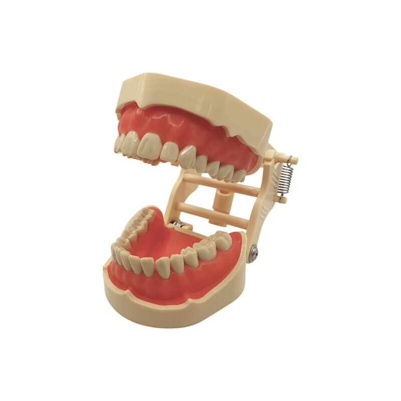 Model dentar de studiu tip Frasaco cu 28 de dinti, gingie moale, compatibil cu simulatoarele Frasaco