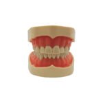 Model dentar de studiu tip Frasaco cu 28 de dinti, vedere frontală.