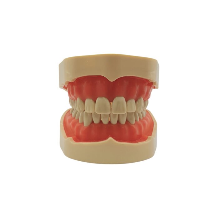 Model dentar de studiu tip Frasaco cu 28 de dinti, vedere frontală.